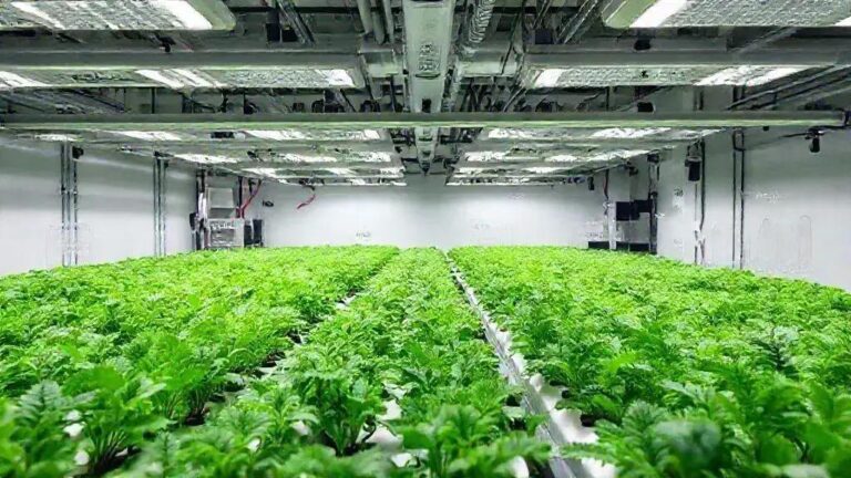 4 estratégias de manejo de nutrientes para EC 1.6 mS/cm em NFT com 12 plantas