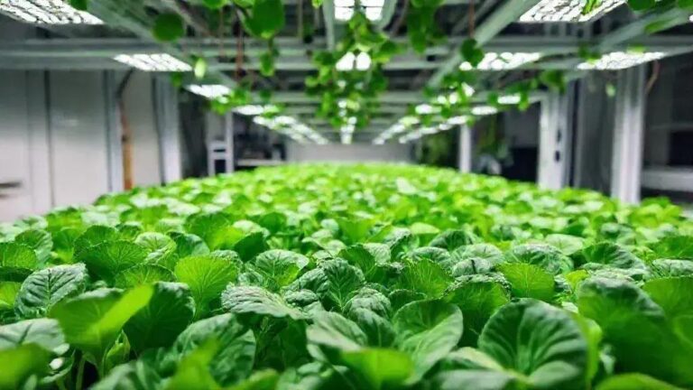 5 formas de otimizar o crescimento de espinafre em NFT com 21 dias de cultivo