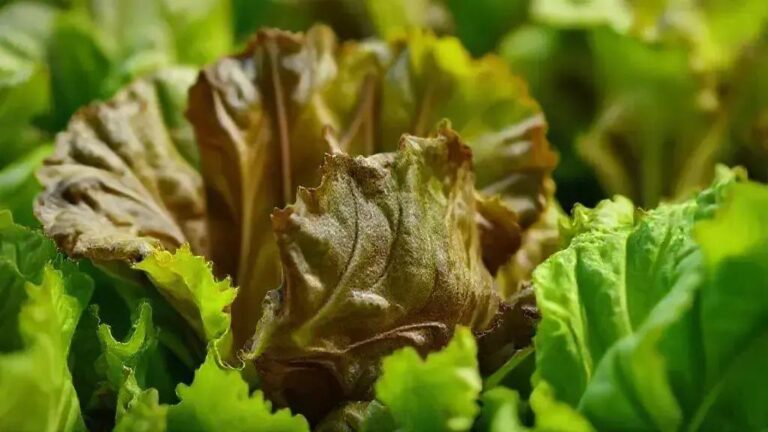 6 estratégias para otimizar a absorção de ferro (Fe) em alfaces com 1.6 mS/cm EC