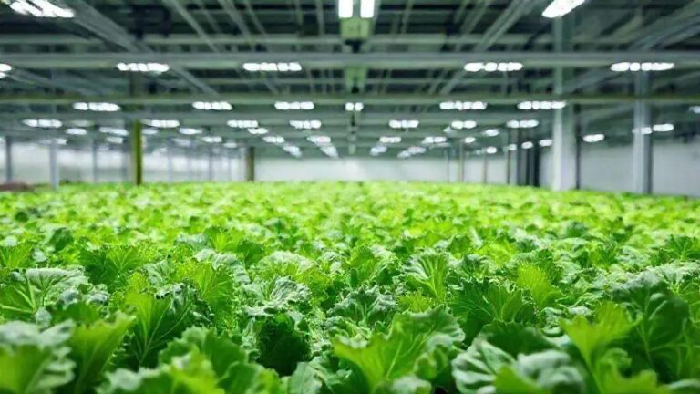 5 soluções para excesso de Mg em alfaces cultivadas com 1.6 mS/cm EC