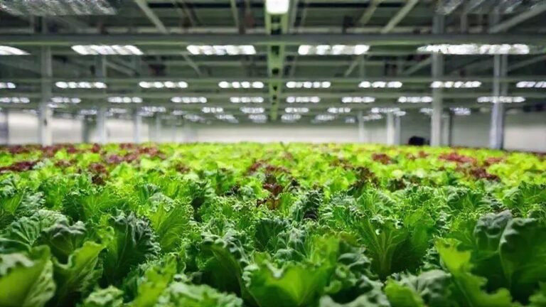 7 técnicas de suplementação de Ca e Mg para alfaces com 35 dias de cultivo