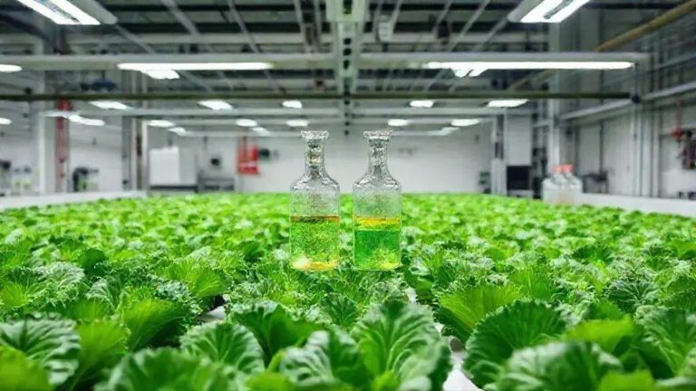 4 estratégias de manejo de nutrientes para EC 1.2 mS/cm em alfaces com 42 dias