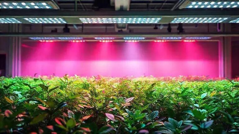 4 comprimentos de onda LED essenciais para fotossíntese em 150 µmol/m²/s