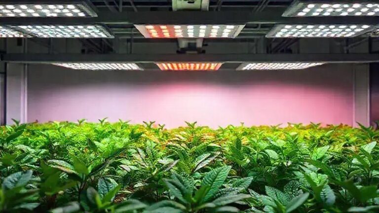 5 combinações de espectro LED para maximizar a produção de vitaminas em 20W