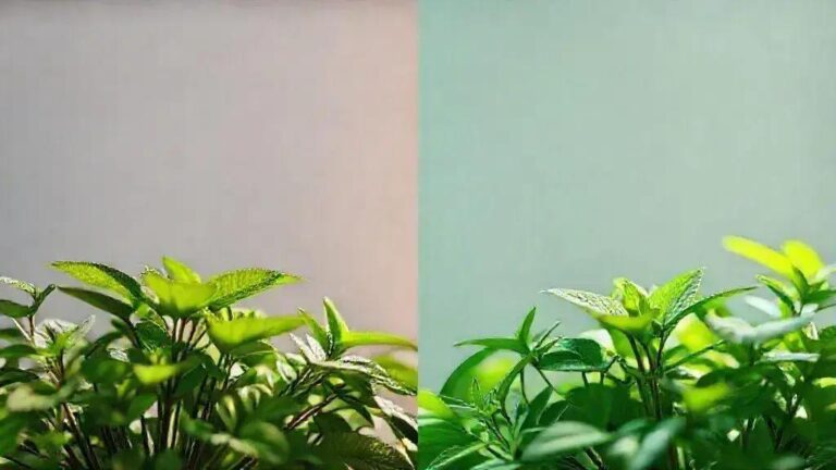 4 formas de prevenir o estresse luminoso em plantas com 300 µmol/m²/s