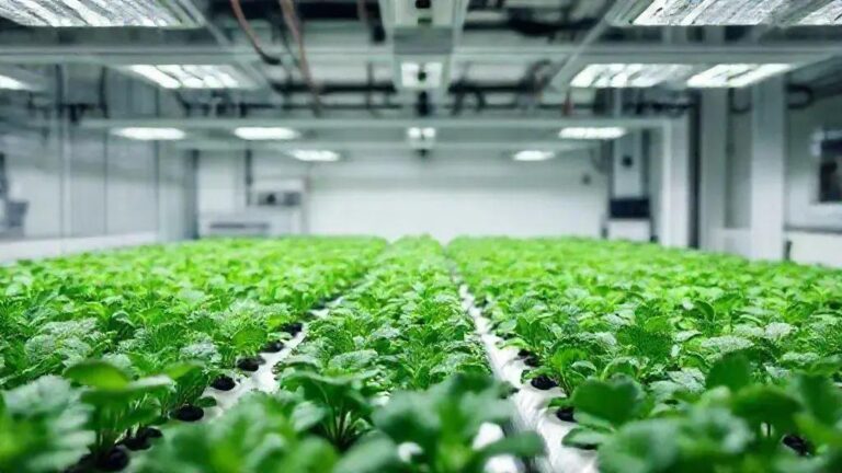 6 variáveis para documentar o cultivo hidropônico com pH 6.0 e EC 1.4 mS/cm