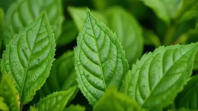 4 indicadores visuais de estresse luminoso em folhosas com 14h de fotoperíodo