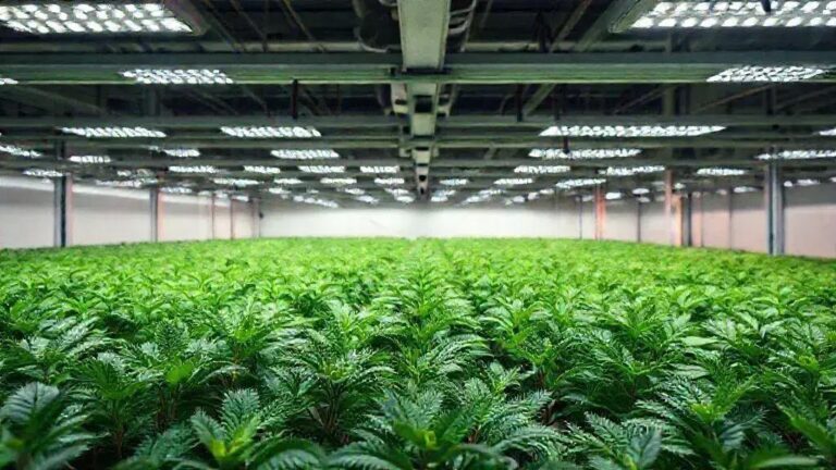 5 formas de otimizar o espectro LED para absorção de Fe em 21 dias de cultivo