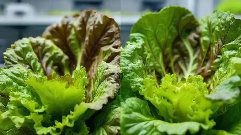 4 indicadores visuais de deficiência de ferro em folhosas cultivadas com 1.8 mS/cm EC