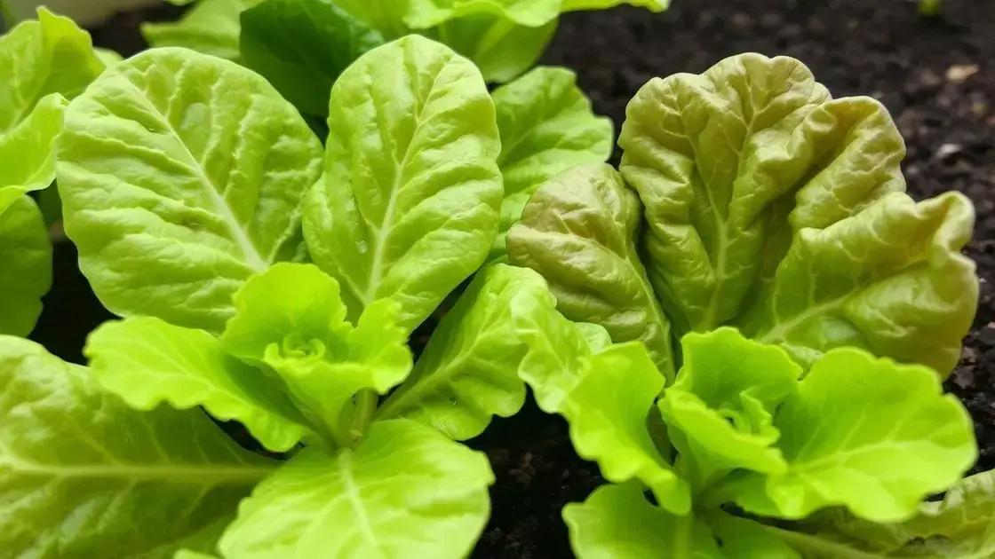  Lavagem do substrato e reequilíbrio: Elevando pH para 6.2 e trocando solução